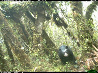 bear_camera_trap