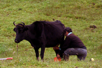 milking_cows