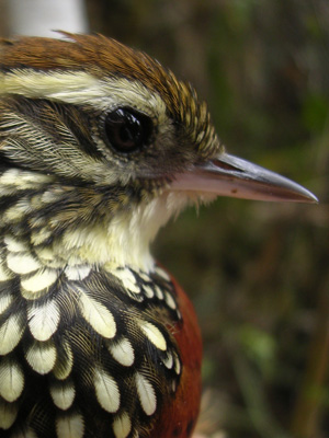 Margarornis squamiger
